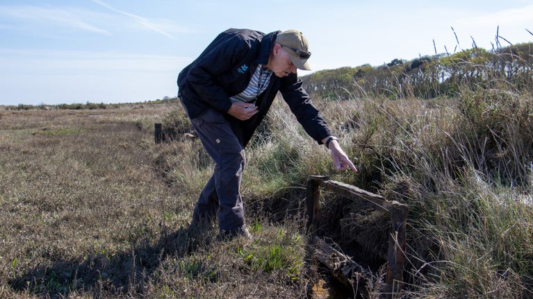 A volunteer pointing out a low rusting metal frame that is partially concealed by vegetation on the marsh.